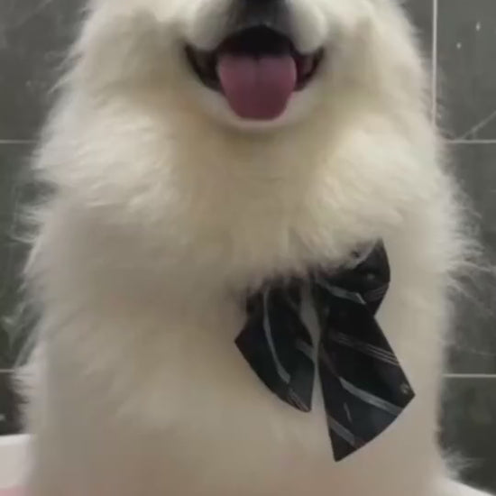 SoothScrub pet bath massage brush video demonstration showing in-use grooming for dogs and cats