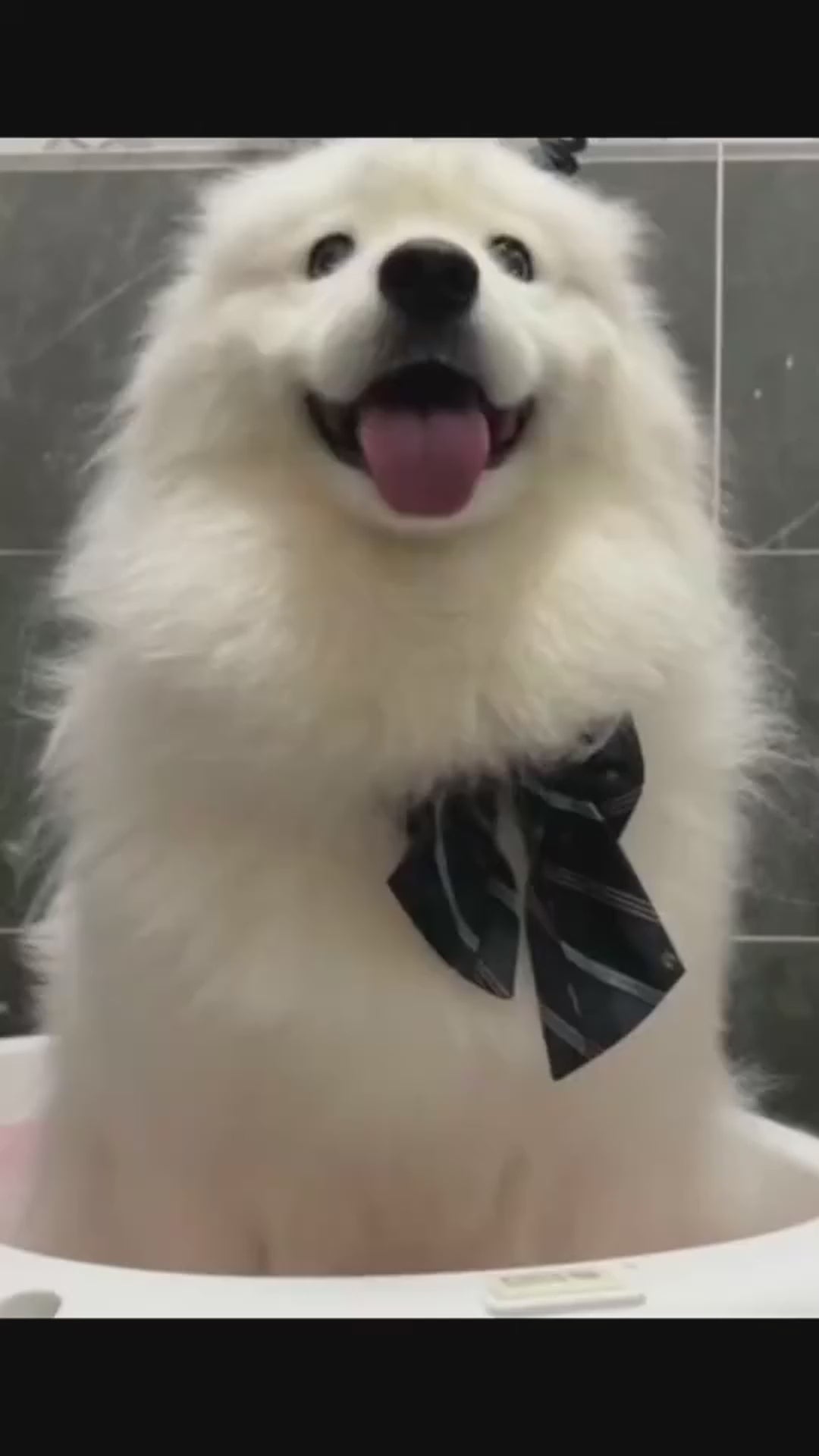 SoothScrub pet bath massage brush video demonstration showing in-use grooming for dogs and cats